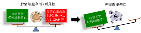 图 1：肿瘤细胞通过反凋零蛋白产生耐药性，对反凋零蛋白的抑制将改变平衡，消除肿瘤耐药性。