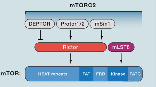 mTORC2的组成蛋白主要有Rictor、mSin1、mSLT8和Protor等