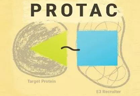 热点前沿:PROTAC初露锋芒，SD-36对抗肿瘤效果卓越