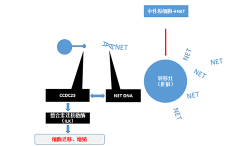 除了单纯的捕获，NET DNA与CCDC-25的结合还增强了癌细胞的侵袭行为，促进了癌症的肝转移。