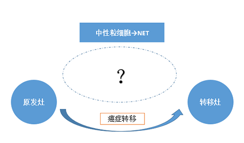 NET可能会通过某些方式“捕获”或“唤醒”癌细胞，从而造成癌细胞的迁移。