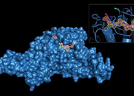 Science重磅！一种“分子剪刀”如何成为COVID-19药物的重要靶标？