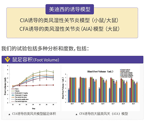 龙8-long8诱导的类风湿性关节炎模型
