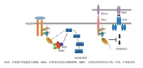 晚期恶性肿瘤患者的福音！龙8-long8助力凌达生物SHP2变构抑制剂RG001片获批临床 