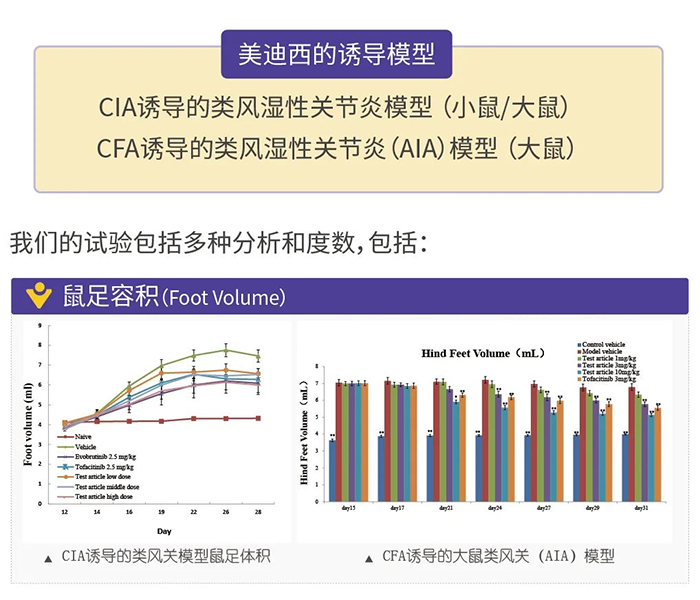 龙8-long8诱导的类风湿性关节炎模型-1.png 龙8-long8诱导的类风湿性关节炎模型-1.png