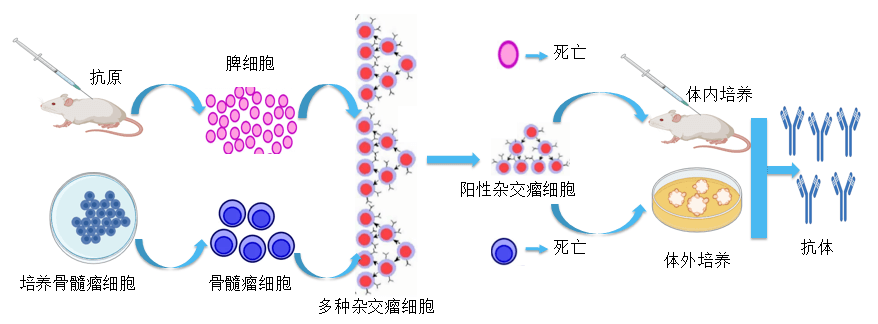 龙8-long8抗体开发平台.png