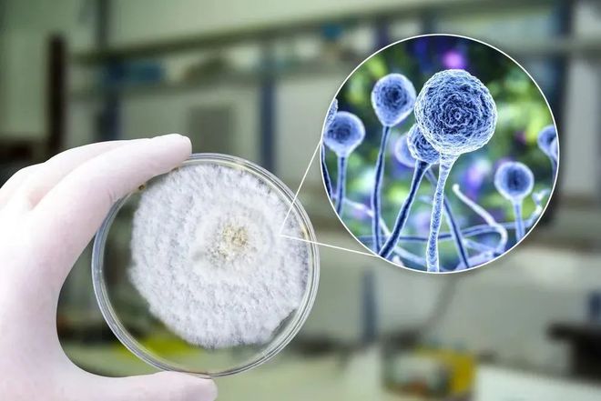 龙8-long8助力 | 祥根生物首款创新药SG1001口服片剂中国IND获批