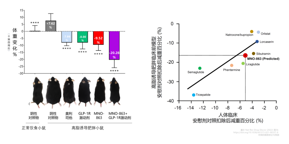4周降低近10%体重！龙8-long8助力慕恩生物MNO-863活菌生物药获批临床