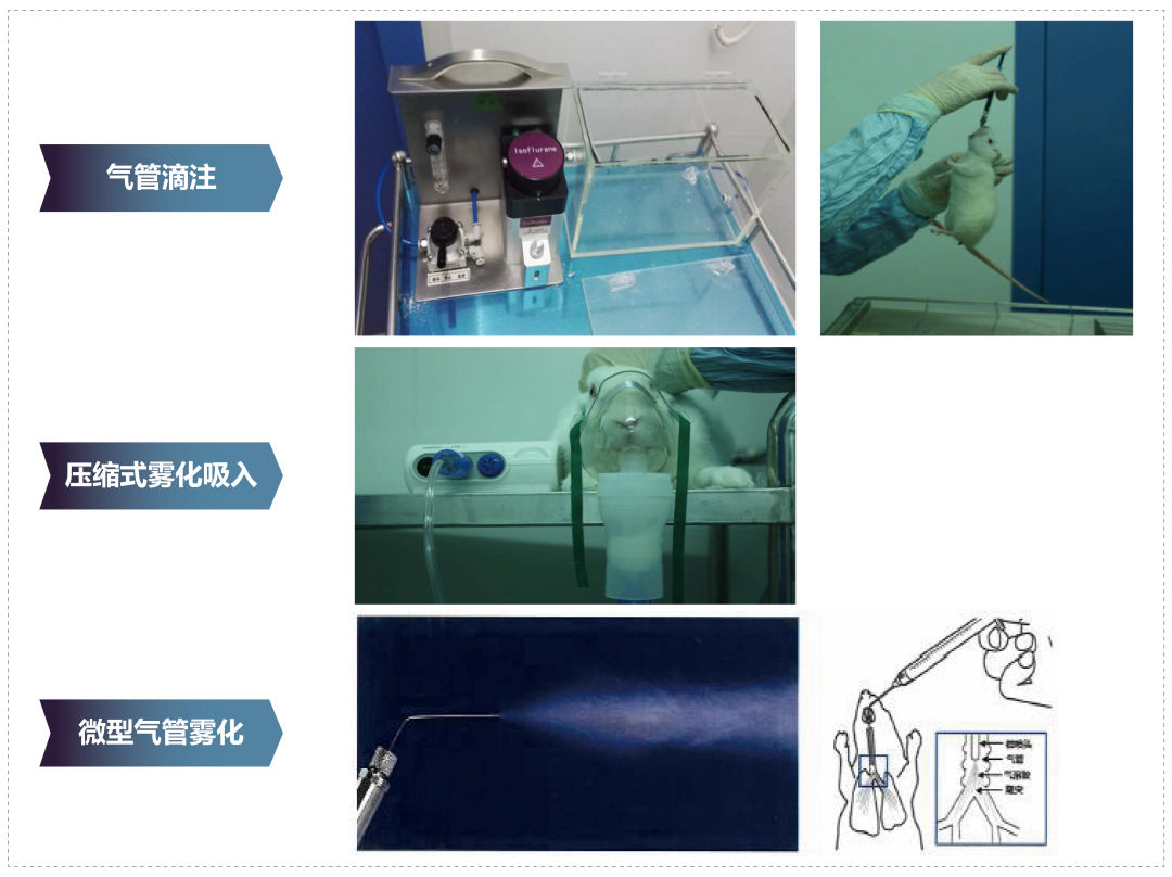 龙8-long8其它吸入给药方式.webp