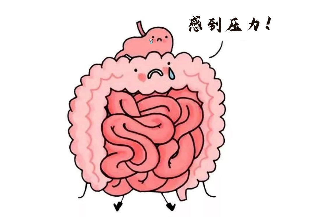 肠道不仅是消化器官，更是“情绪隐形指挥官”。.webp